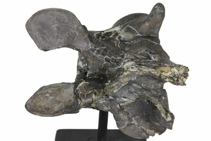 4.7" Tall, Tyrannosaur Cervical Vertebra - Two Medicine Formation